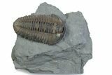 Prone Flexicalymene Trilobite - Mt Orab, Ohio #375202-1